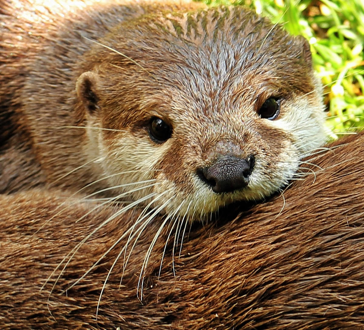 Protecting wildlife during construction